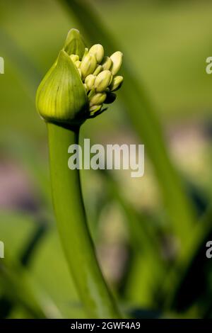 Agapanthus africanus 'Twister‘ Stockfoto