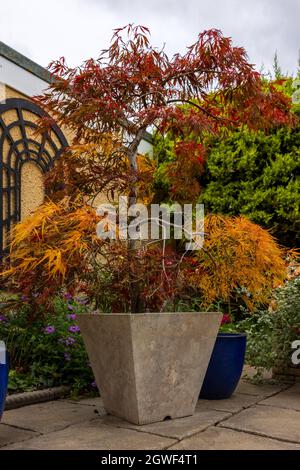 Acer palmatum ‘Inaba-shidare’ Stockfoto