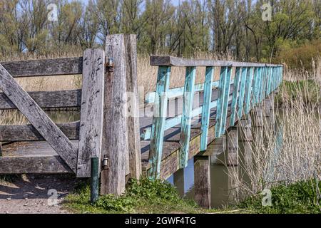 Holzbrücke mit einem Tor und einem blauen Zaun über einem Bach, wildes braunes Gras, Naturschutzgebiet Oostvaardersplassen, grüne Bäume im Hintergrund, sonniges d Stockfoto