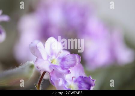 Abstrakt von einem afrikanischen Violett. Zwei weiche, violette und weiße Farben mit gekräuselten Randblättern. Extrem selektiver Fokus mit unscharfem Hintergrund. Stockfoto