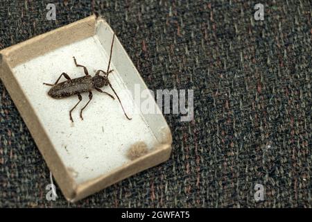 Der Barbenkäfer sitzt in einer Streichholzschachtel. Das Foto wurde in Tscheljabinsk, Russland, aufgenommen. Stockfoto