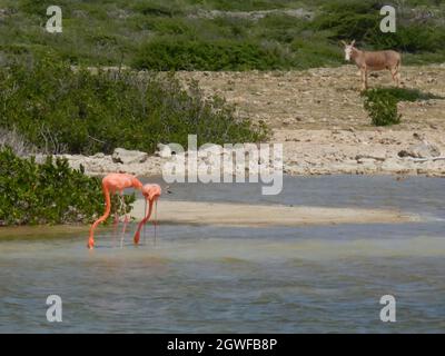 Flamingo's und ein Esel auf der tropischen Insel Bonaire auf der Nahrungssuche in einer Salzpfanne Stockfoto