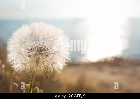 Große, üppige Blume mit den Samen des Dandelions, fotografiert aus nächster Nähe in den Sonnenstrahlen auf dem Hintergrund eines klaren, frischen Meeresmorgens. Konzept der Harmonie. S Stockfoto