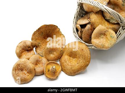 Lactarius deliciosus, allgemein bekannt als Safranmilchkappe und Rotkiefernpilz, Lactarius deliciosus, allgemein bekannt als Safranmilchkappe und r Stockfoto