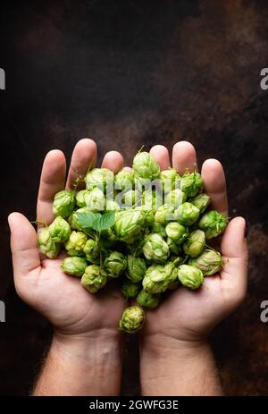 Eine Handvoll grüner Hopfenzapfen in den händen von mans auf dunklem Hintergrund Stockfoto