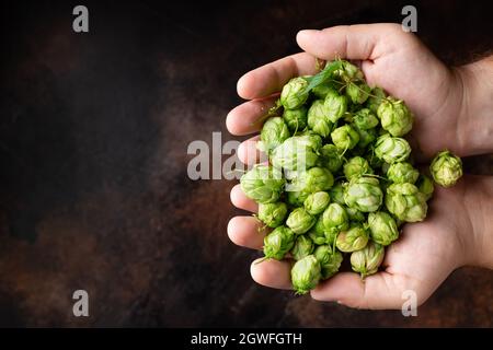 Mann Hände mit grünem Hopfen über dunklem Grunge Hintergrund Stockfoto