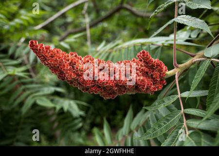 Rhus typhina, der Staghorn sumac, blühende Pflanze in der Familie: Anacardiaceae, heimische Region: Nordamerika. Stockfoto