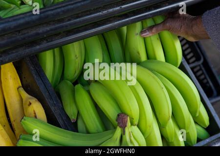 Nahaufnahme von grünen Bananen, musa x paradisiaca, auf einem Bauernmarktstand in Ealing, West London Stockfoto