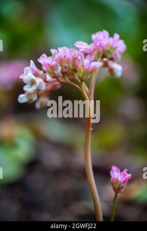 Bergenia crassifolia Fritsch Blumen, gebräuchliche Namen: Herzblatt-Bergenia, Leder-Bergenia, Winter-blühende Bergenia, Elefantenohren, Sibirischer Tee, Mo Stockfoto