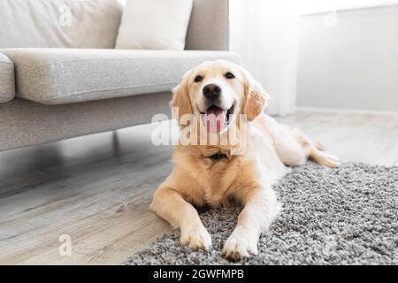 Liebenswert flauschig golden Retriever Hund Blick auf die Kamera, niedlich labrador Welpen mit verspielter Stimmung, auf dem Boden liegen, selektiver Fokus, verschwommener Hintergrund, Stockfoto