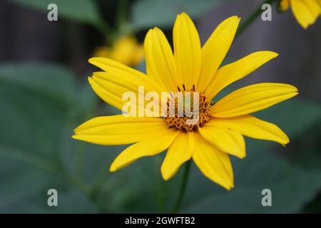 Raue Ochsenauge oder glatte Ochsenauge oder falsche Sonnenblume (Heliopsis helianthoides) gelbe Blume aus nächster Nähe Stockfoto