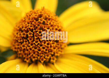 Raue Ochsenauge oder glatte Ochsenauge oder falsche Sonnenblume (Heliopsis helianthoides) gelbe Blume aus nächster Nähe Stockfoto