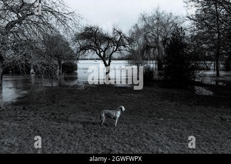 Ein einziger Hund schaut auf den Fluss, der seine Ufer geplatt hat, weiß nicht genau, was zu tun ist und denkt: „Was haben diese Menschen dem Planeten angetan“ Stockfoto