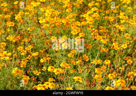 Ringelblume „Goldenes Juwel“. Blühende Tagetes tenuifolia 'Golden Gem' Ringelblume blüht im September in einem Gartenbett. VEREINIGTES KÖNIGREICH Stockfoto