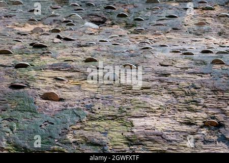 Nahaufnahme der Baumstammrinde mit eingehämmerten Kupfer- und Silbermünzen für Glück und Heilung - ein Wunschgeldbaum Stockfoto