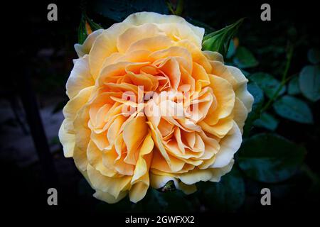 Nahaufnahme der wunderschönen Orangenrose im Garten Stockfoto