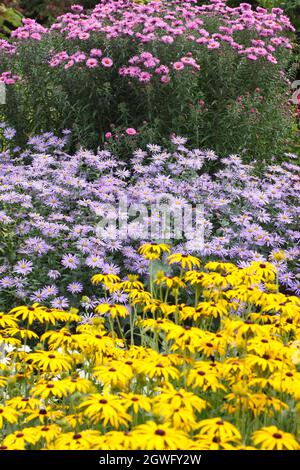 Astern und Rudbeckia in einem frühen Herbst Garten Grenze. Aster 'Harrington's Pink', Aster x frikarttii 'Monch' und rudbeckia fulgida 'Goldsturm'. VEREINIGTES KÖNIGREICH Stockfoto