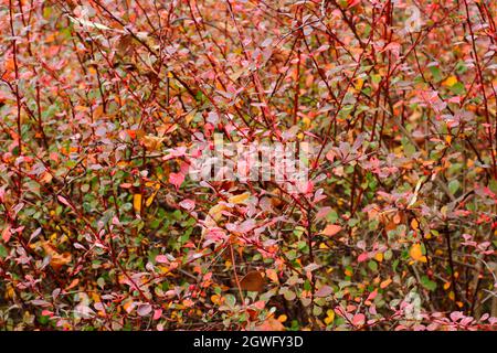 Berberis „Harlequin“. Berberis thunbergii f. atropurpurea 'Harlequin' mit Herbstfarben. VEREINIGTES KÖNIGREICH Stockfoto