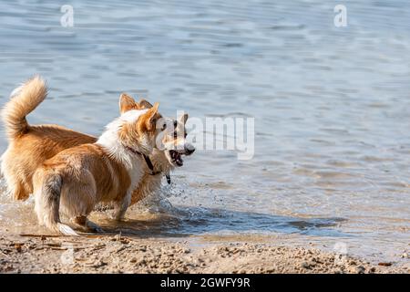 Mehrere Glückliche Welsh Corgi Pembroke Hunde Spielen Und Springen Im Wasser Am Sandstrand