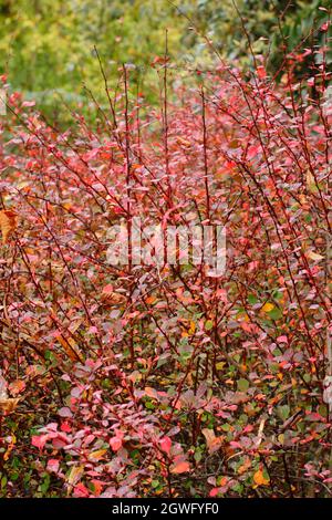 Berberis „Harlequin“. Berberis thunbergii f. atropurpurea 'Harlequin' mit Herbstfarben. VEREINIGTES KÖNIGREICH Stockfoto