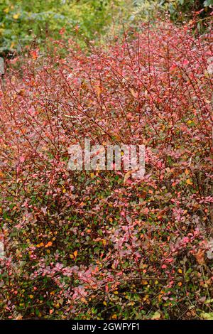 Berberis „Harlequin“. Berberis thunbergii f. atropurpurea 'Harlequin' mit Herbstfarben. VEREINIGTES KÖNIGREICH Stockfoto