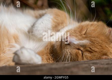 Großer Ingwer und weiße abgestreifte Tabby-Männchen Tom Cat schläft in der Sonne schlafen Stockfoto