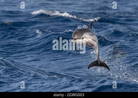 Gestreifter Delfin außerhalb des Meer springen Stockfoto