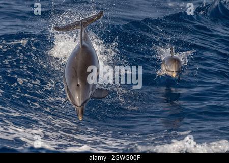 Baby glücklich gestreiften Delphin springen außerhalb des Meeres bei Sonnenuntergang Mit Mutter Stockfoto