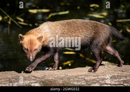 Ein Buschhund, der an einem Baumstamm entlang geht Stockfoto