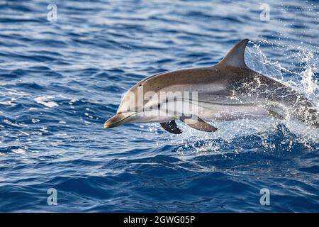 Gestreifter Delfin außerhalb des Meer springen Stockfoto