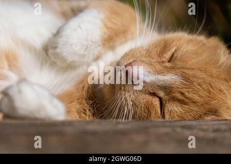 Großer Ingwer und weiße abgestreifte Tabby-Männchen Tom Cat schläft in der Sonne schlafen Stockfoto