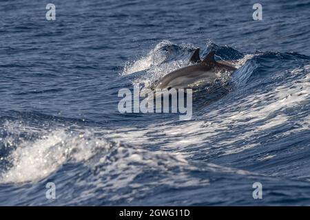 Gestreifter Delfin außerhalb des Meer springen Stockfoto