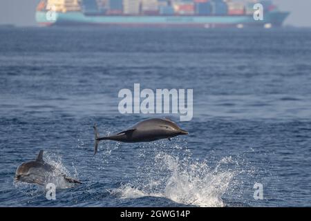 Gestreifter Delfin außerhalb des Meer springen Stockfoto