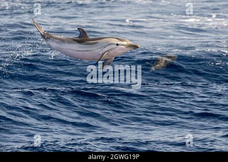 Gestreifter Delfin außerhalb des Meer springen Stockfoto