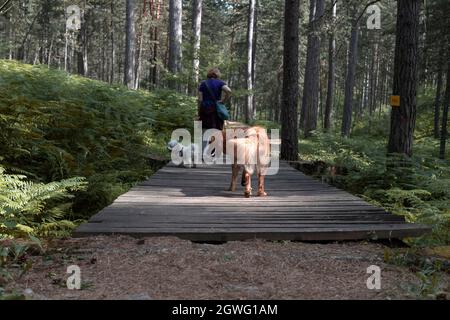 Blick von hinten auf eine Hikerin, begleitet von zwei Hunden, die auf einem Waldweg eine Holzbrücke überqueren Stockfoto