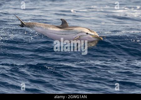 Gestreifter Delfin außerhalb des Meer springen Stockfoto