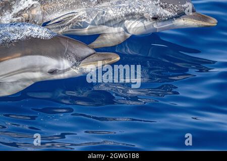 Gestreifter Delfin außerhalb des Meer springen Stockfoto