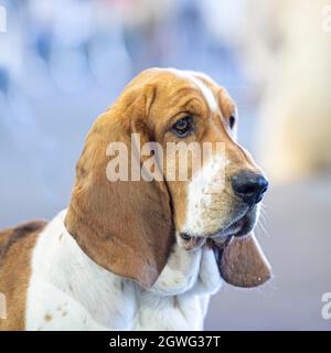 Basset hounds Stockfoto