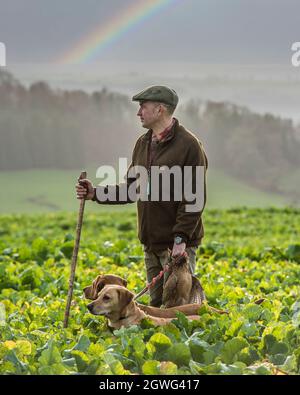 Mit Labrador Retrievers tote Faasane abholen Stockfoto