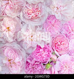 Schöne rosa David Austin Sommerrosen Stockfoto