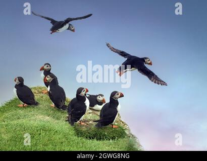 Atemberaubende Aufnahmen von atlantischen Papageitauchern im Flug, die auf den Klippen der Mykines-Insel, Färöer-Inseln, landeten und abflogen Stockfoto