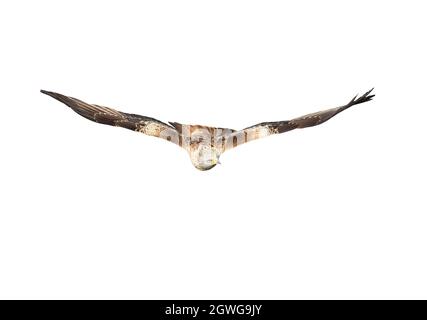 Nahaufnahme eines Roten Drachen im Flug vor klarem weißen Hintergrund, Großbritannien. Stockfoto