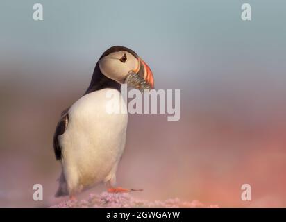 Nahaufnahme von Atlantischen Papageitaucher mit Sandaalen in rosa Seethriftblüten in einem Küstengebiet von Schottland, Großbritannien. Stockfoto