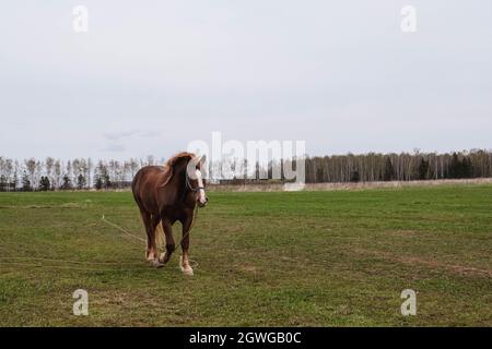 Braunes Zugpferd mit einem weißen Fleck auf dem Kopf, der auf der Wiese grast Stockfoto