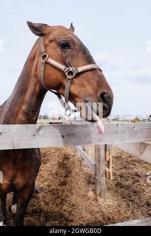 Braunes Pferd zeigt die Zunge Stockfoto