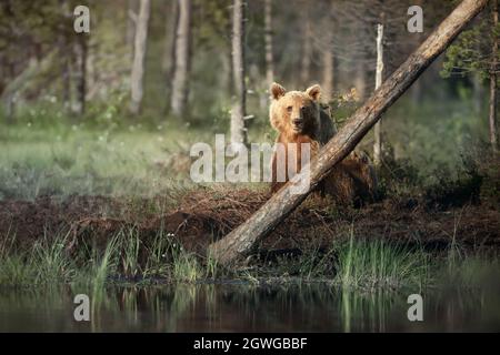 Eurasischer Braunbär, der im Sommer an einem Teich in den finnischen Wäldern steht. Stockfoto