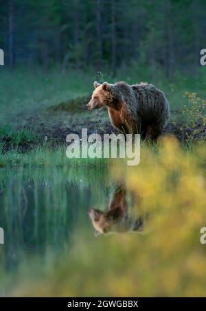 Eurasischer Braunbär, der im Herbst an einem Teich in den finnischen Wäldern steht. Stockfoto