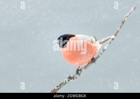 Nahaufnahme eines männlichen eurasischen Gimpel (Pyrrhula pyrrhula), der im Winter auf einem moosigen Zweig thront. Stockfoto