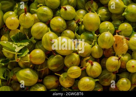 Große Charge frisch gepflückter Stachelbeeren, Nahaufnahme, Draufsicht. Das Foto wurde in Tscheljabinsk, Russland, aufgenommen. Stockfoto