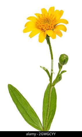 Arnika-Pflanze für alternative Medizin Stockfoto
